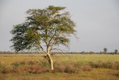 mozambique3545