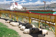 tibet3097